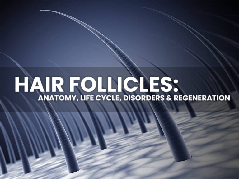 hair follicles with text saying anatomy, life cycle, disorders and regeneration