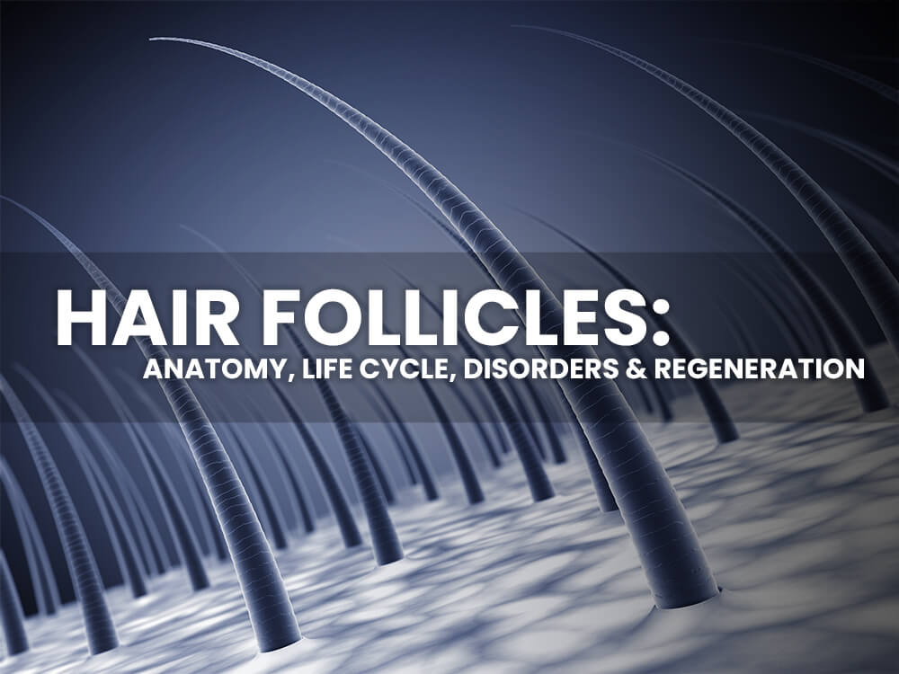 hair follicles with text saying anatomy, life cycle, disorders and regeneration